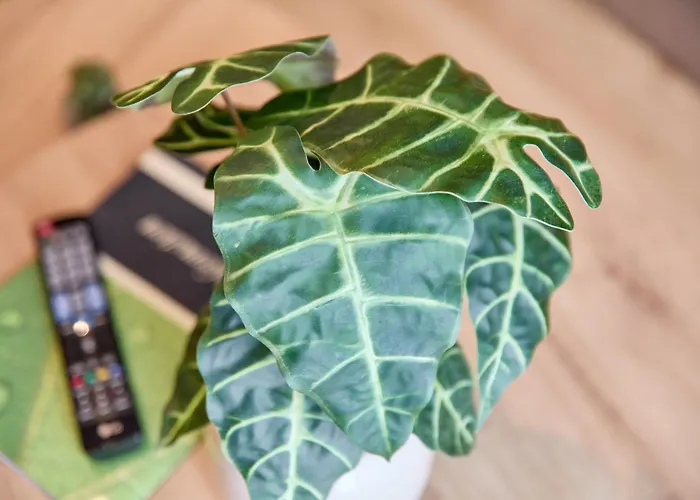 Gaestehaus Binz-meyer Schlossberg Apartamento